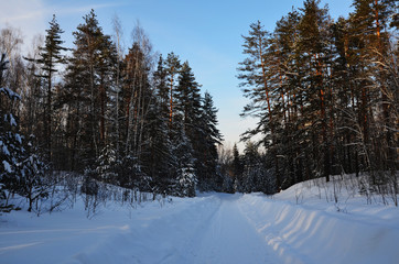 frosty winter landscape in snowy forest
