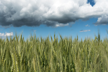 Obraz premium Green wheat field and white clouds.