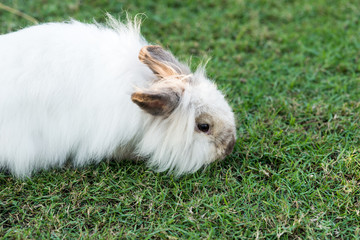 Rabbit on green grass