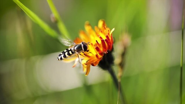 Wasp collects nectar from flower crepis alpina