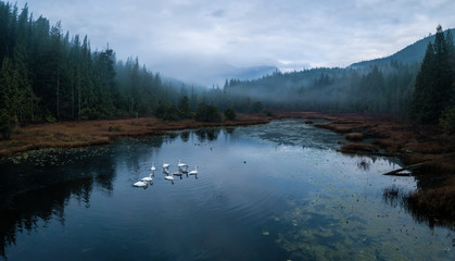 Naklejka premium Swampy Lake with Swans