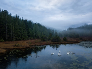 Naklejka premium Swampy Lake with Swans