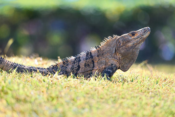 Spiny-tailed Iguana on grass in Costa Rica