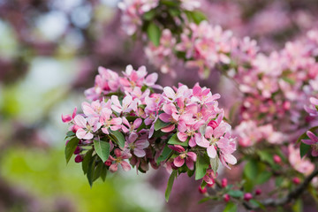 Rich flowering pink Apple-tree