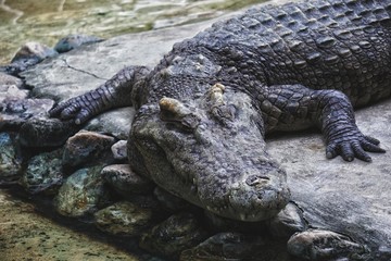 Crocodile
