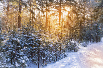 Landscape sunrise in winter forest