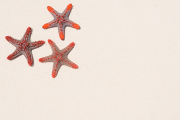 Group of starfish on sandy beach background