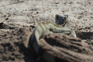 Iguana