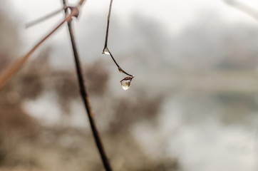 Dew drops on a branch plant 