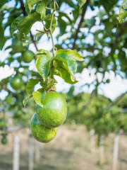 passion fruit on tree