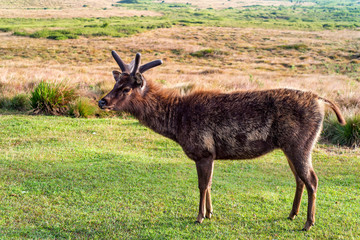 Wild sambar deer or Cervus unicolor