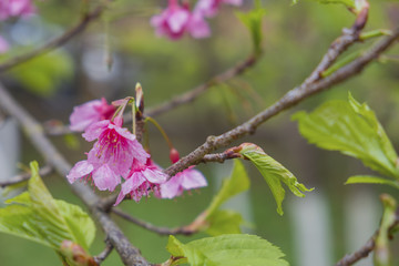 Soft focus Giant tiger flowers (Cherry blossom) on diffuse background in Springtime.
