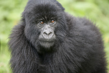 Gorilla / Ruanda