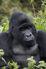 Obraz premium Gorilla / Ruanda