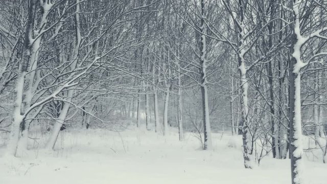 Winter tree structure. Landscape with falling snow. Everything is covered with fresh powder. Intense atmosphere like Nordic detectives. Winter background for Christmas theme. Static day shot.