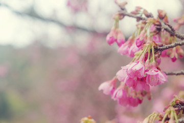 Soft focus Giant tiger flowers (Cherry blossom) on diffuse background in Springtime.
