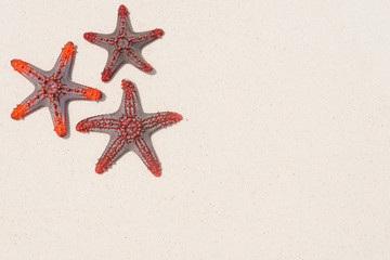 Starfish on sandy beach background