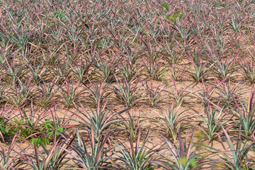 Species Phu Lae pineapple plant field popular favorite fruit in Chiang Rai province, Thailand.