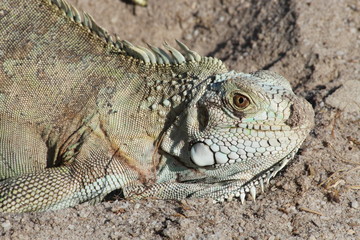 Iguana