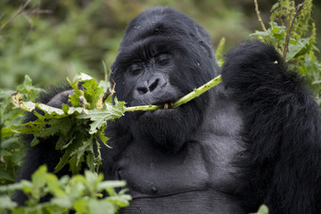 Berggorilla / Ruanda