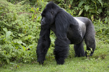 Berggorilla / Ruanda