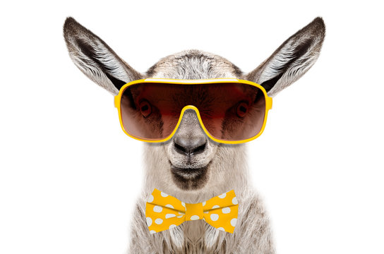 Funny goat in a sunglasses and bow tie, isolated on a white background