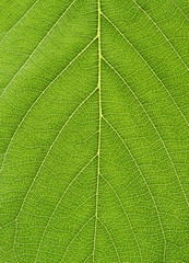 green leaf close up