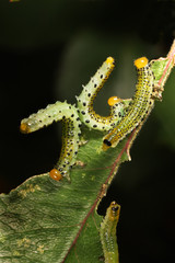 Sawfly Larvae. Sawflies are the insects of the suborder Symphyta within the order Hymenoptera alongside ants, bees and wasps. The common name comes from the saw-like appearance of the ovipositor.