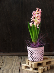 Spring flower hyacinth in flowerpot on wooden background, blossom is white and pink. Copy space