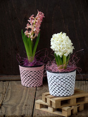 Spring flower hyacinth in flowerpot on wooden background, blossom is white and pink. Copy space