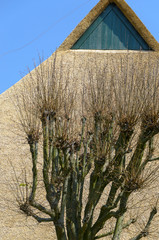 Baum vor braunem Hausdach aus Reet (Schilfrohr) mit Holz-Gaube
