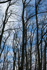 Silhouette von Bäumen im Winter vor blauem und teilweise bewölktem Himmel (Hochformat)