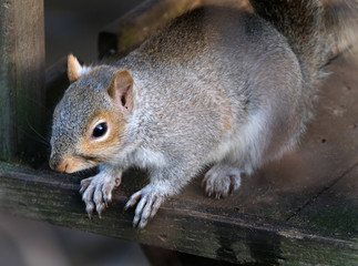 Grey Squirrel feeding in urban garden.