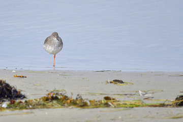 Rotschenkel an der Ostsee bei der Futtersuche