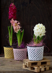 Spring flower hyacinth in flowerpot on wooden background, blossom is white and pink. Copy space