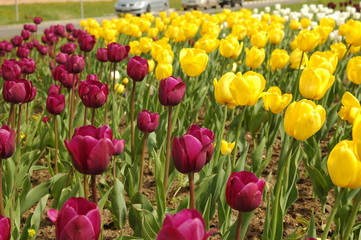 Tulips yellow and crimson