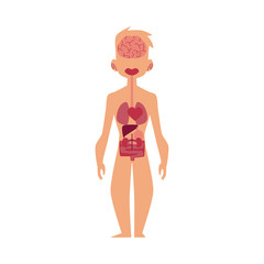 Vector flat structure of the human body, anatomy - male internal organs, brain, heart, lungs, liver kidney, digestive system. Isolated illustration on a white background.