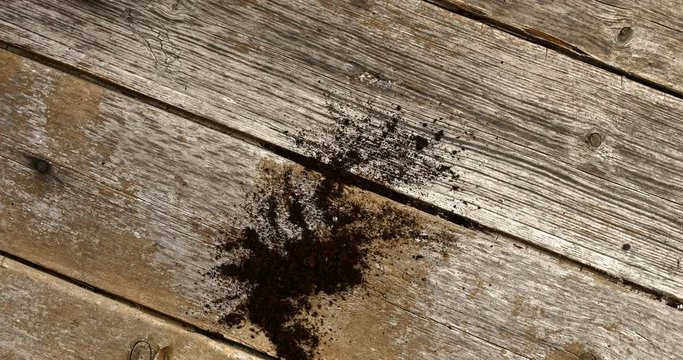 Soli on weathered wood