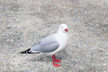 Fototapeta premium New Zealand bird sea gull on a road
