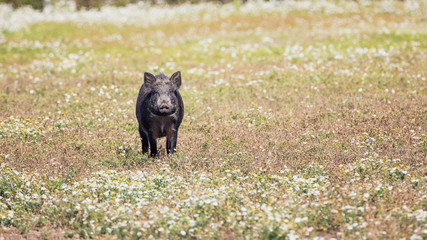 Wild boar standing in a meadow of daisies