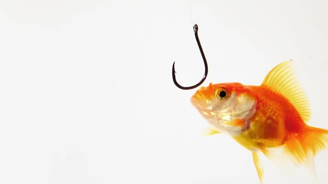 Goldfish in aquarium eating from hook.
