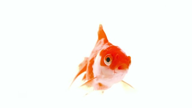 Aquarium Goldfish swimming in clean water.