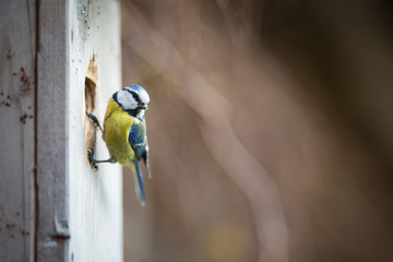 Blue tit Parus caeruleus on a bird house it inhabits - feeding the young © lightpoet