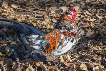 Colorful plumage hen among fallen leaves of trees in autumn.