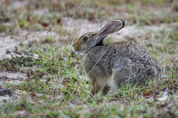 Indian Hare - Lepus nigricollis, Sri Lanka