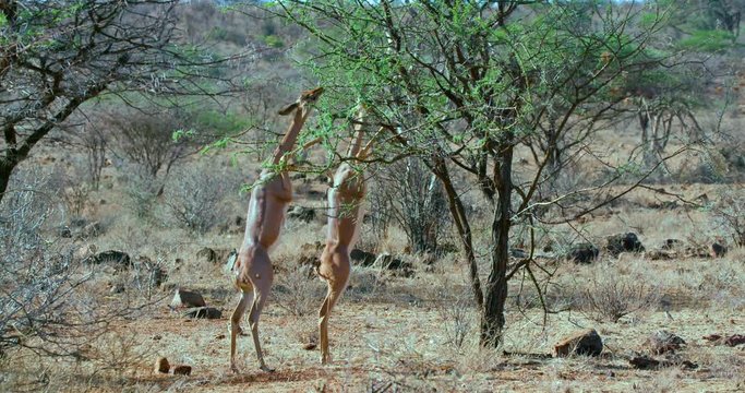 Gerenuks Stood On Hind Legs  Grazing; Samburu 14 October 2016 Am; Samburu, Kenya, Africa