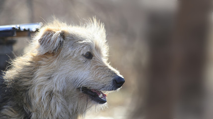 Shaggy red dog with an open mouth - portrait with the side....