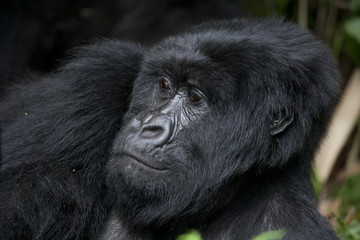 Naklejka premium Gorilla / Berggorillla / Ruanda