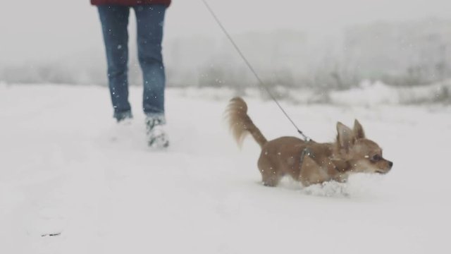 close up of long-haired chihuahua dog on a walk in a cold snowy day on the field