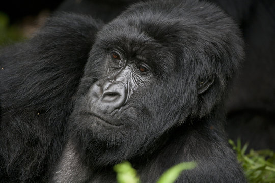 Gorilla / Berggorillla / Ruanda